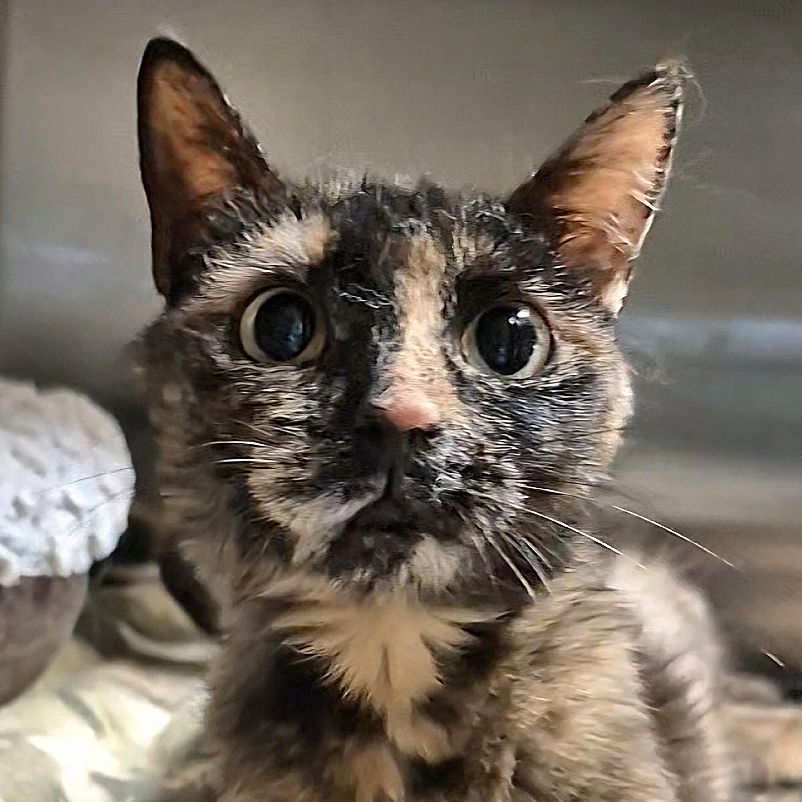 Birdo, a ADOPTABLE Domestic Short Hair in Tioga, PA image 4/6