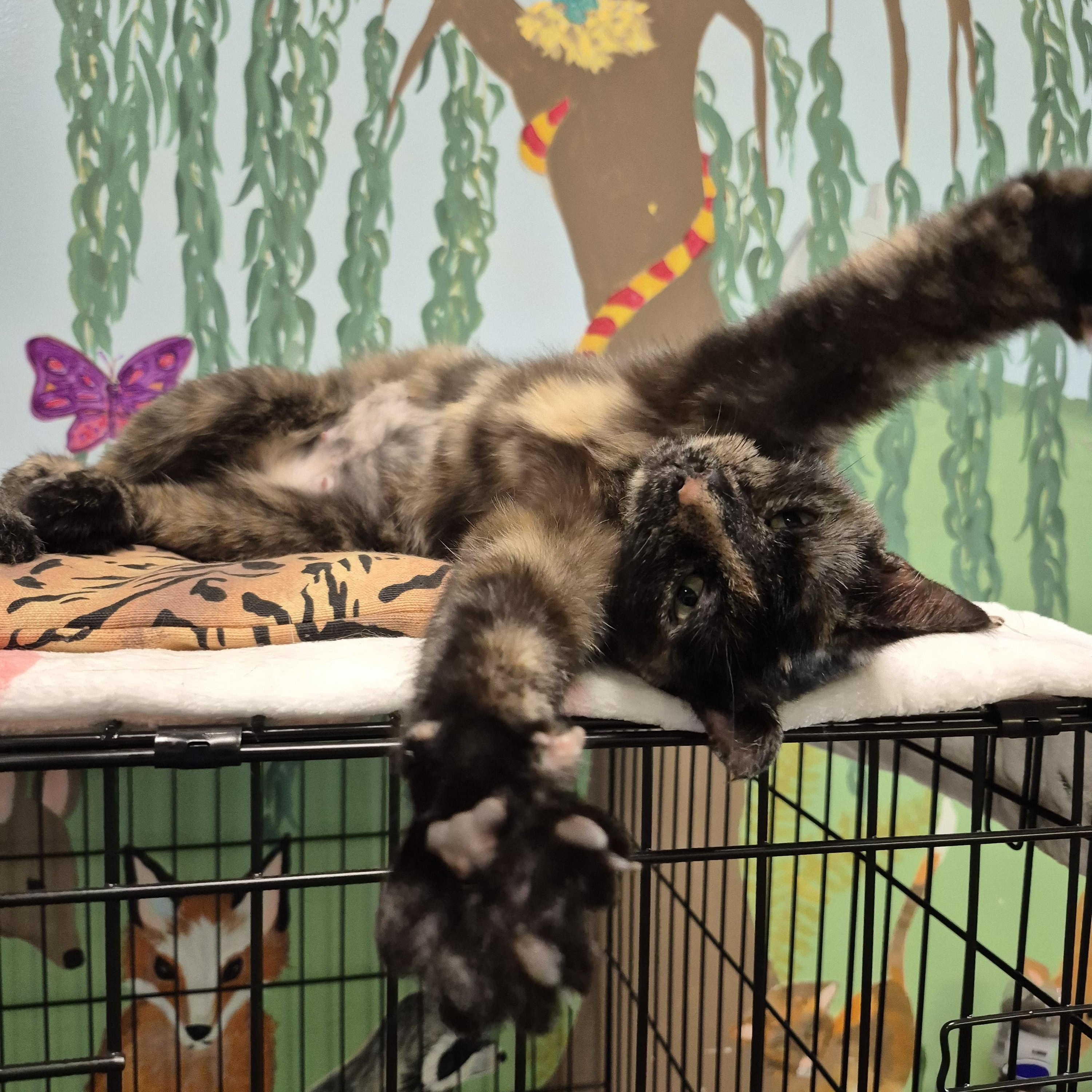 Birdo, a ADOPTABLE Domestic Short Hair in Tioga, PA image 3/6
