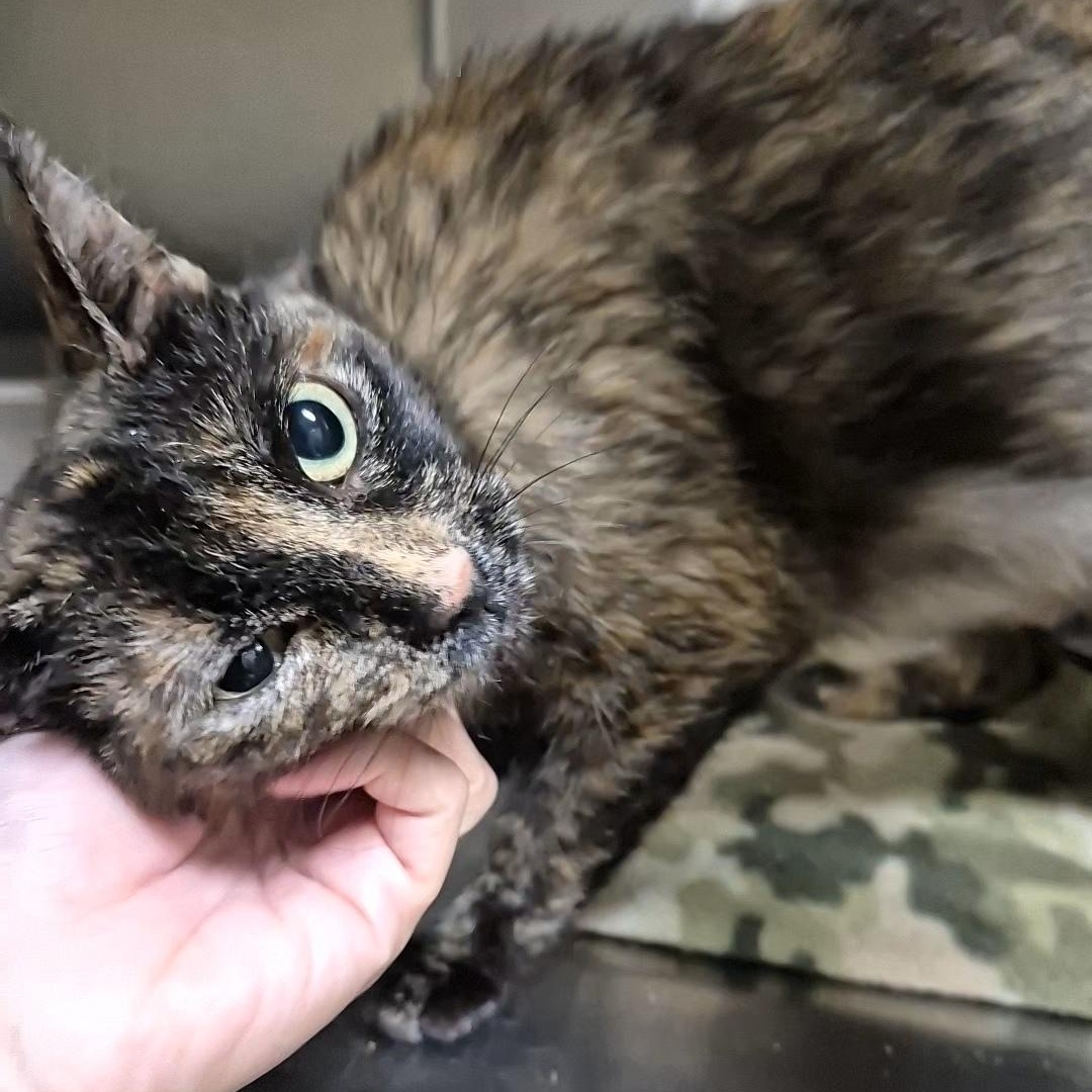 Birdo, a ADOPTABLE Domestic Short Hair in Tioga, PA image 5/6