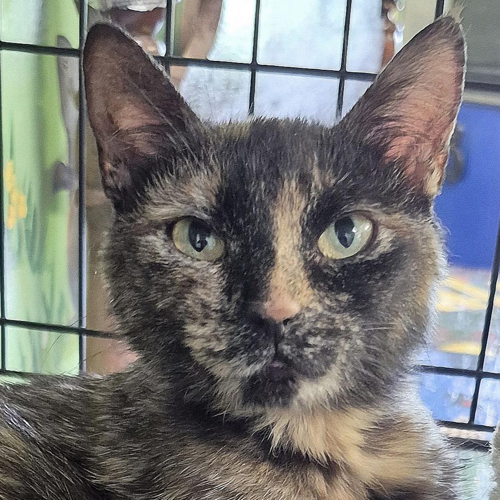 Birdo, ADOPTABLE, Young Female Domestic Short Hair.