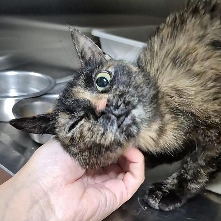 Birdo, a ADOPTABLE Domestic Short Hair in Tioga, PA image 6/6