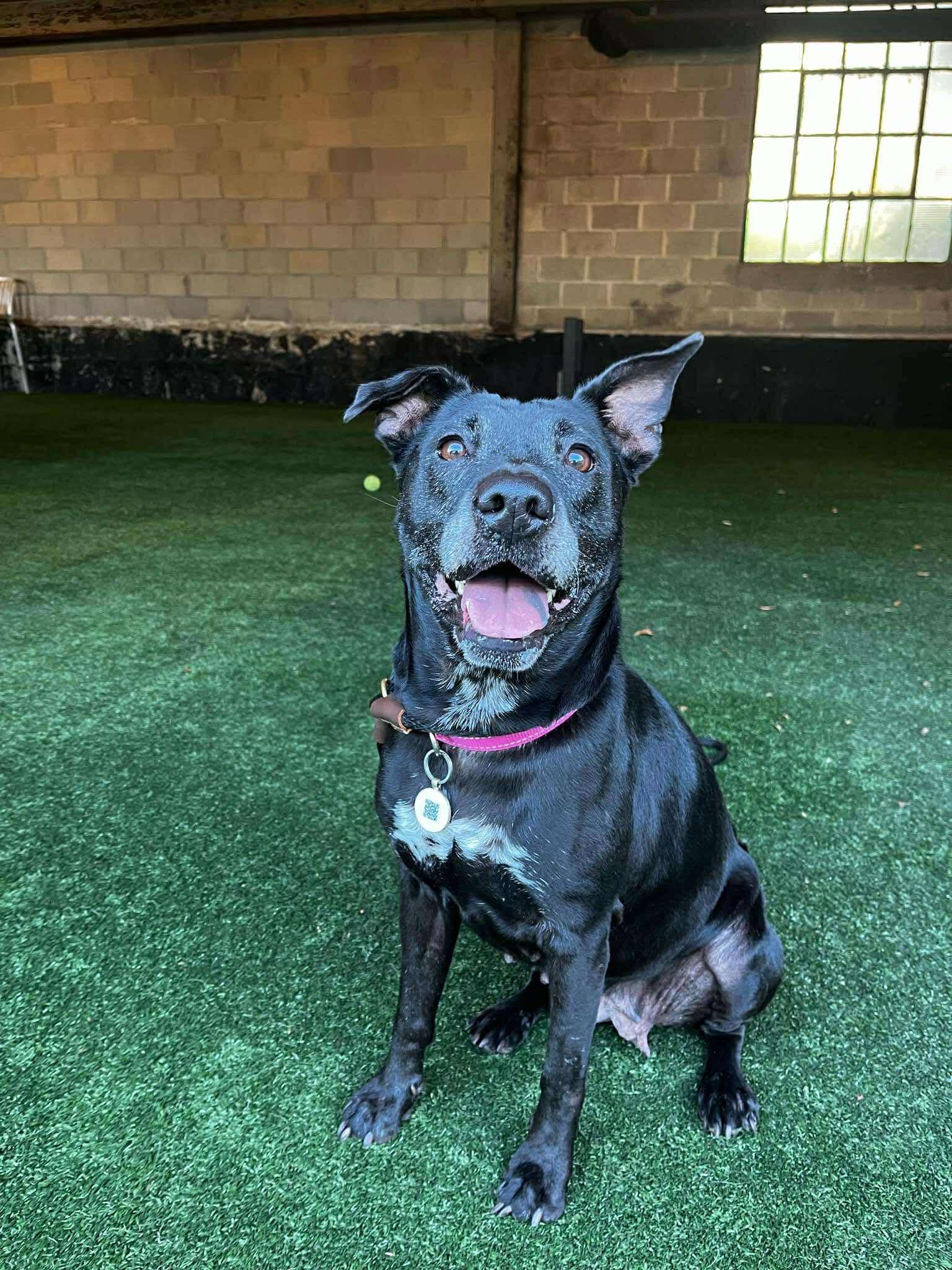 Mona, Adoptable, Senior Female Labrador Retriever.