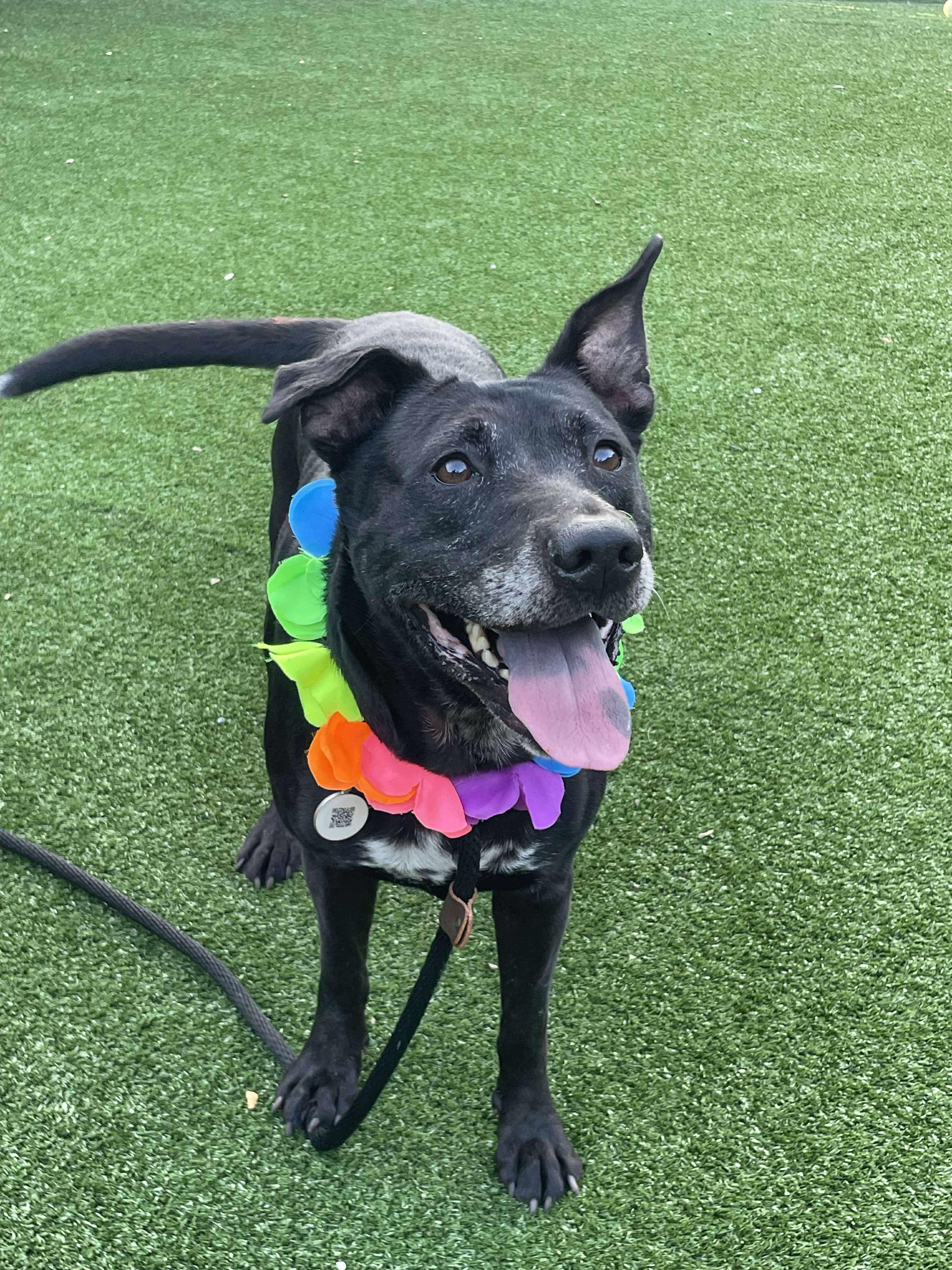 Mona, a Adoptable mixed breed in Mobile, AL image 3/6