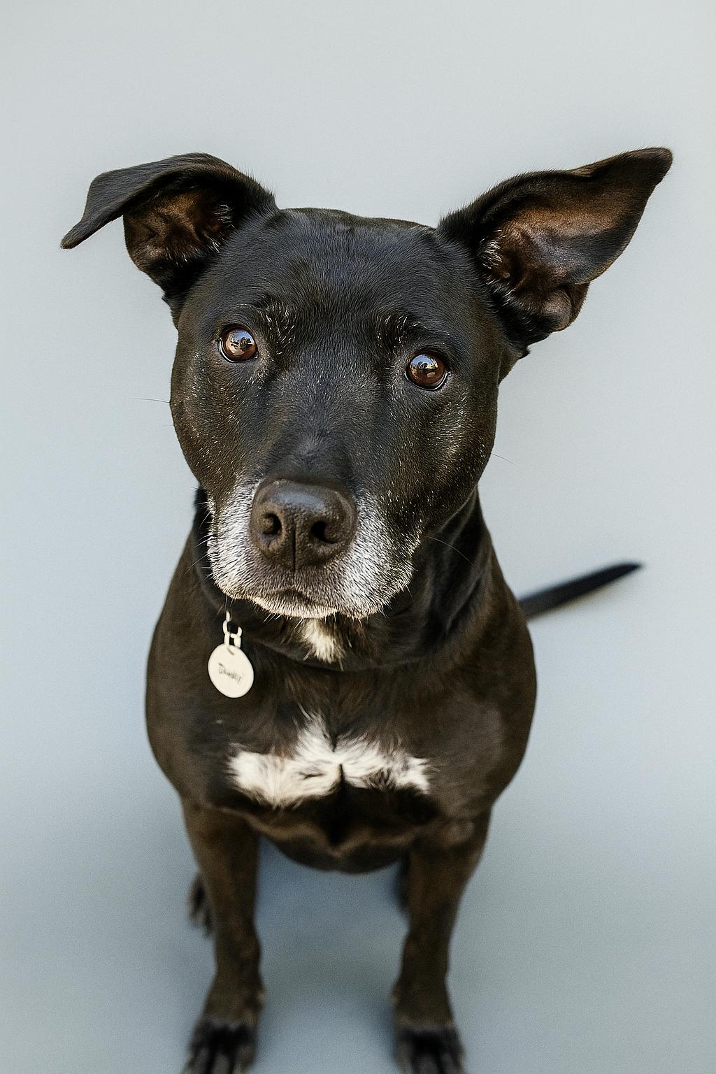 Mona, Adoptable, Senior Female Labrador Retriever.