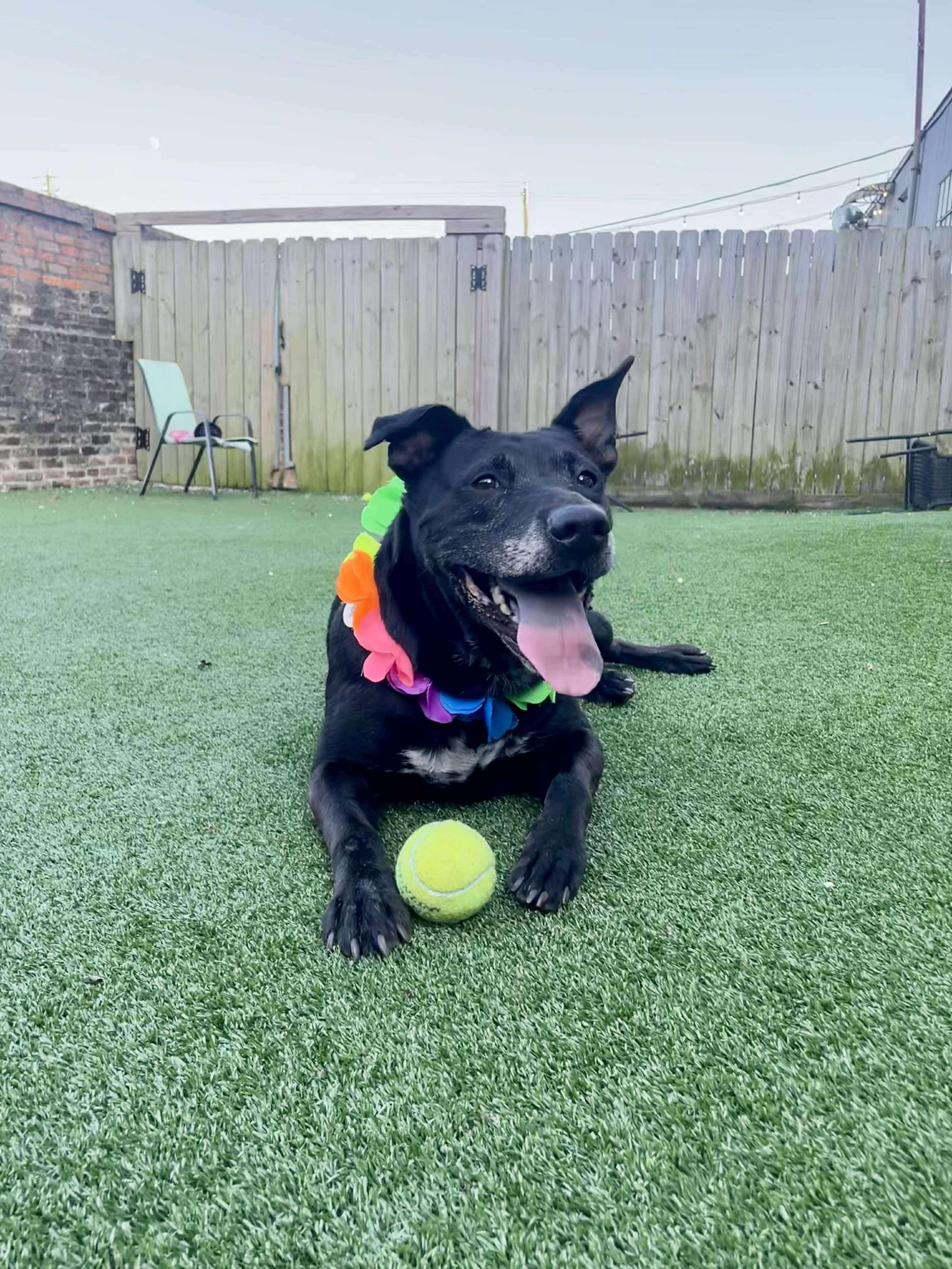 Mona, a Adoptable mixed breed in Mobile, AL image 4/6