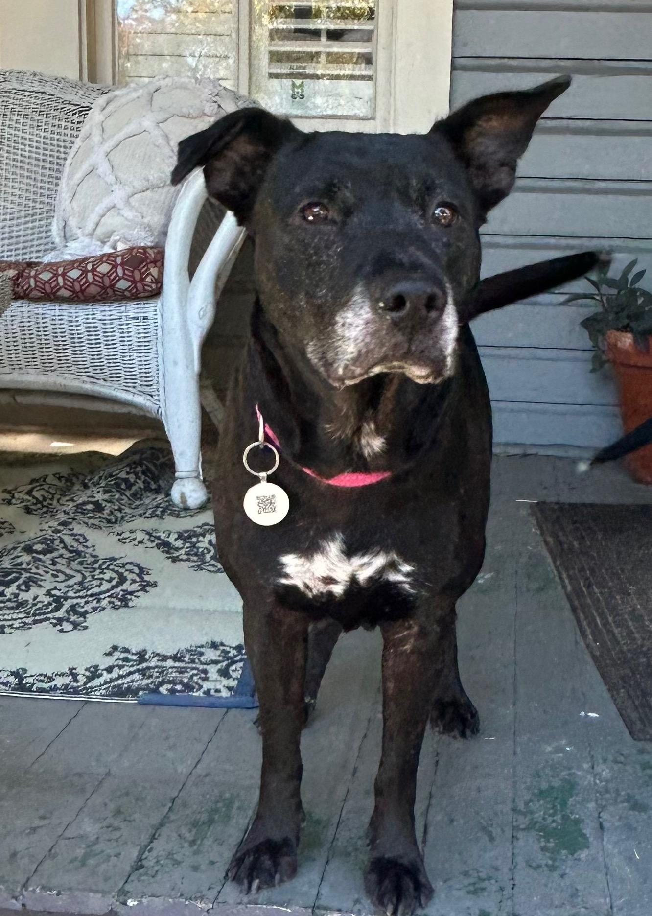 Mona, a Adoptable mixed breed in Mobile, AL image 5/6