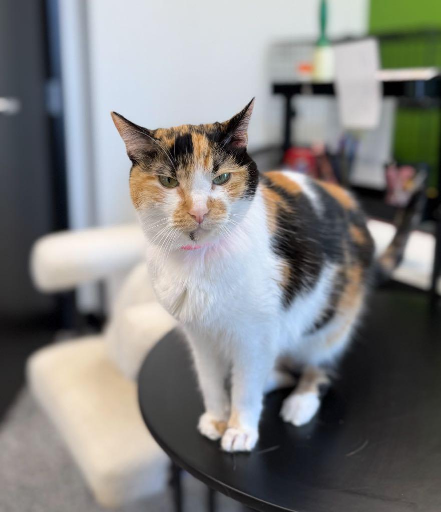 Enlarge Sophia, a ADOPTABLE Domestic Short Hair in Cortland, OH image 4/4