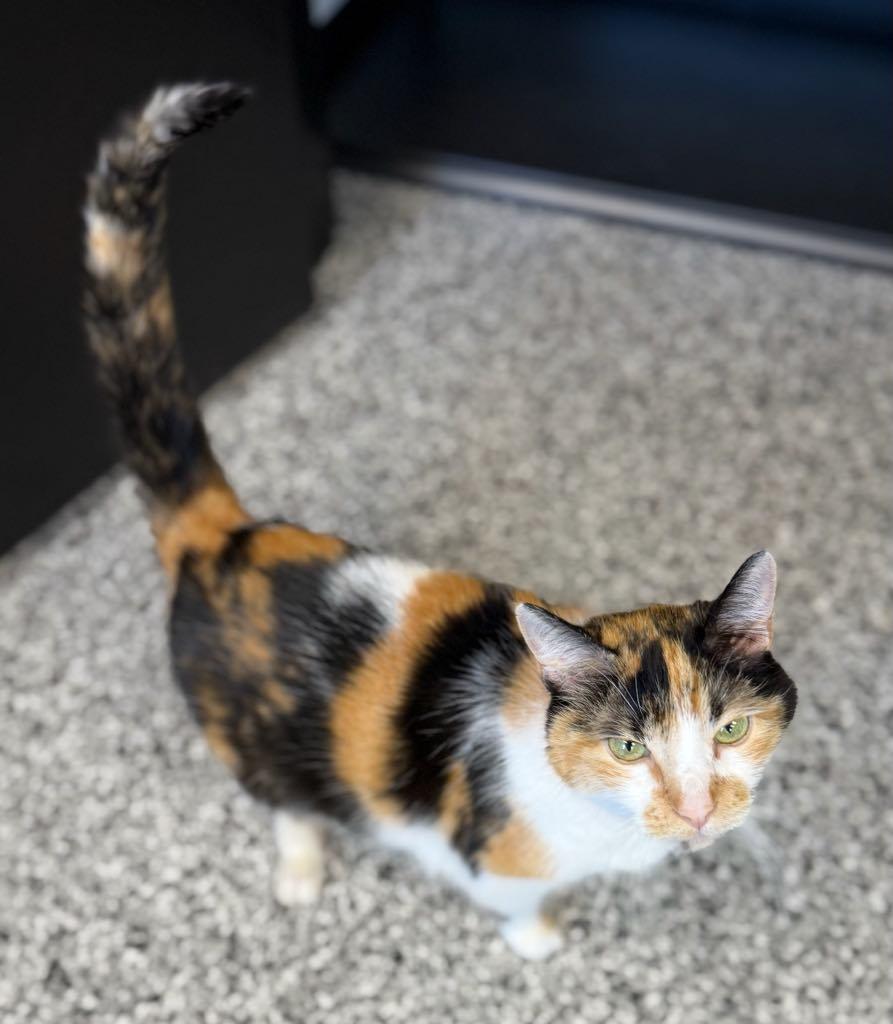 Enlarge Sophia, a ADOPTABLE Domestic Short Hair in Cortland, OH image 3/4