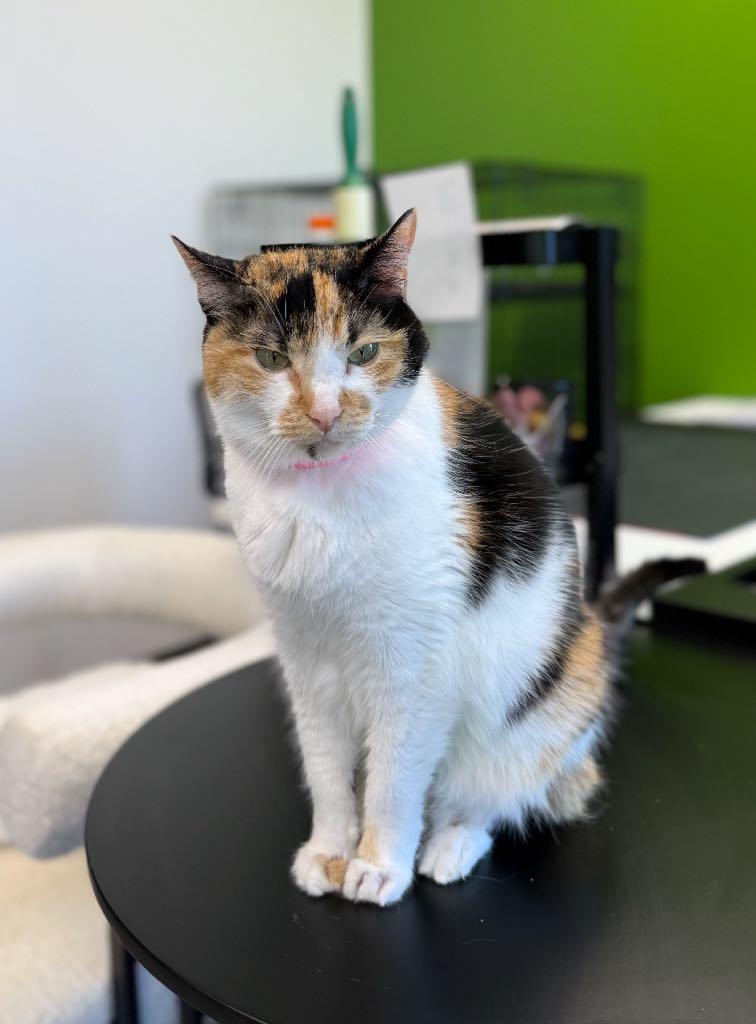 Enlarge Sophia, a ADOPTABLE Domestic Short Hair in Cortland, OH image 2/4