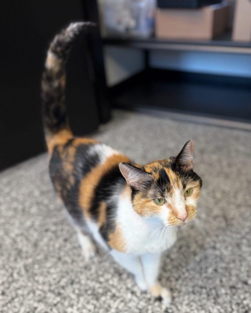 Sophia, ADOPTABLE, Senior Female Domestic Short Hair.