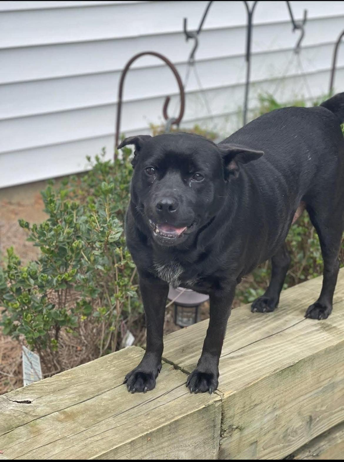 Enlarge Lynnex, a Adoptable mixed breed in Mobile, AL image 1/5