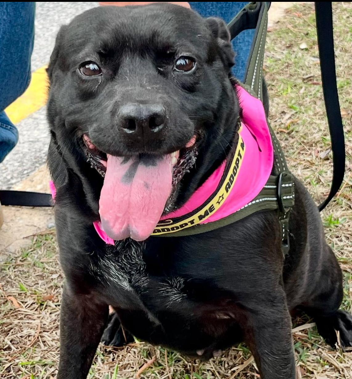 Enlarge Lynnex, a Adoptable mixed breed in Mobile, AL image 2/5