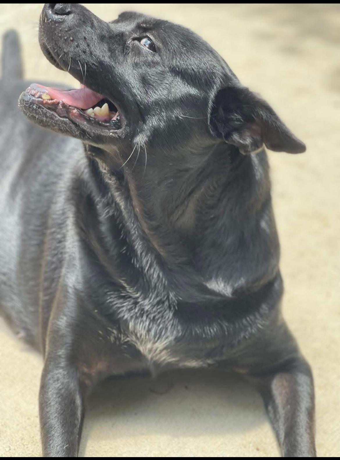 Enlarge Lynnex, a Adoptable mixed breed in Mobile, AL image 3/5