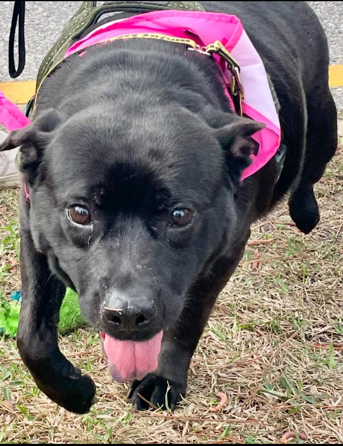 Enlarge Lynnex, a Adoptable mixed breed in Mobile, AL image 4/5