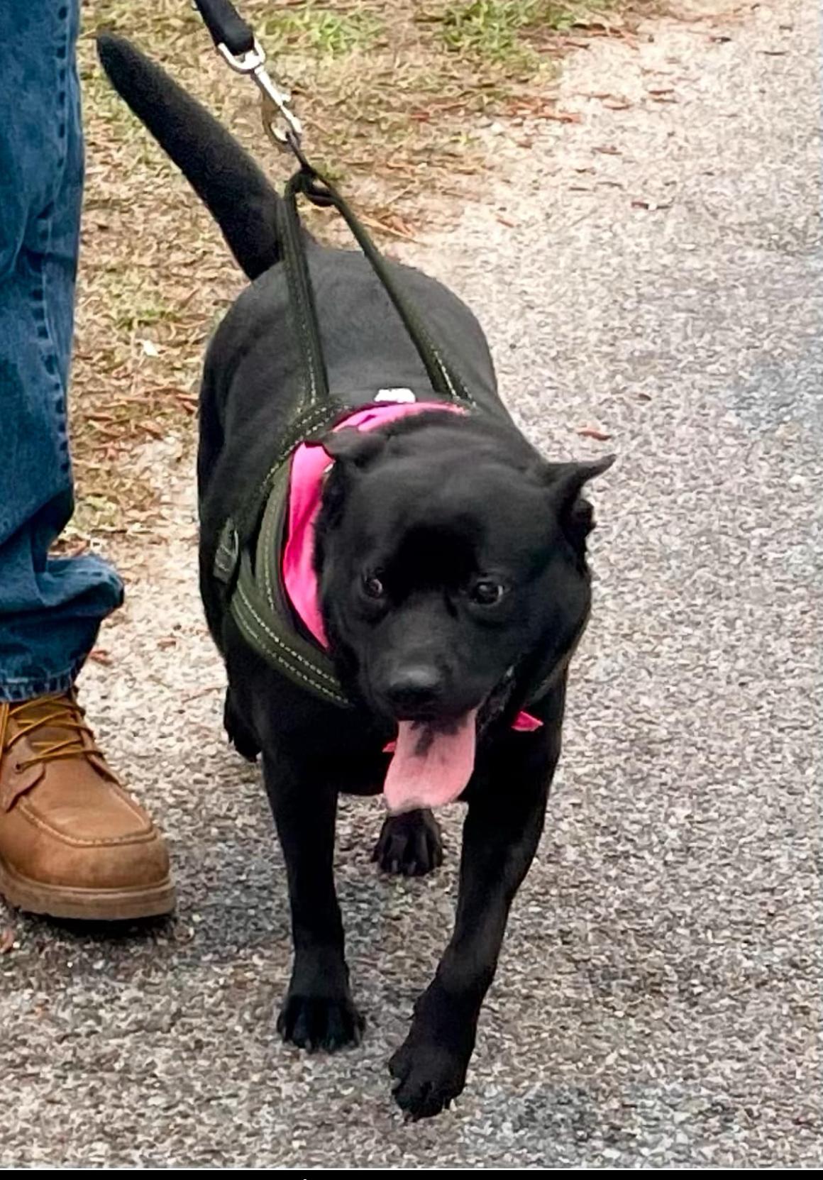 Enlarge Lynnex, a Adoptable mixed breed in Mobile, AL image 5/5