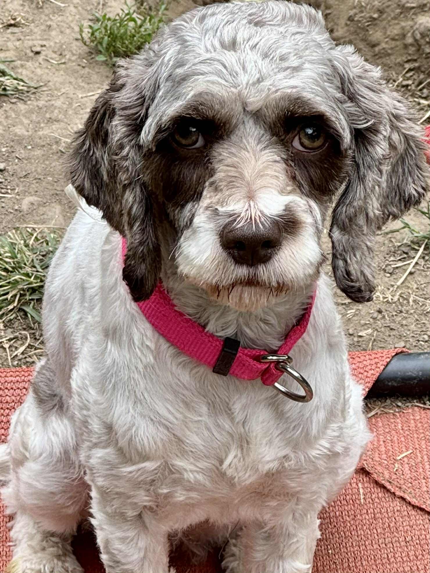 Hope, Adoptable, Adult Female Cockapoo.