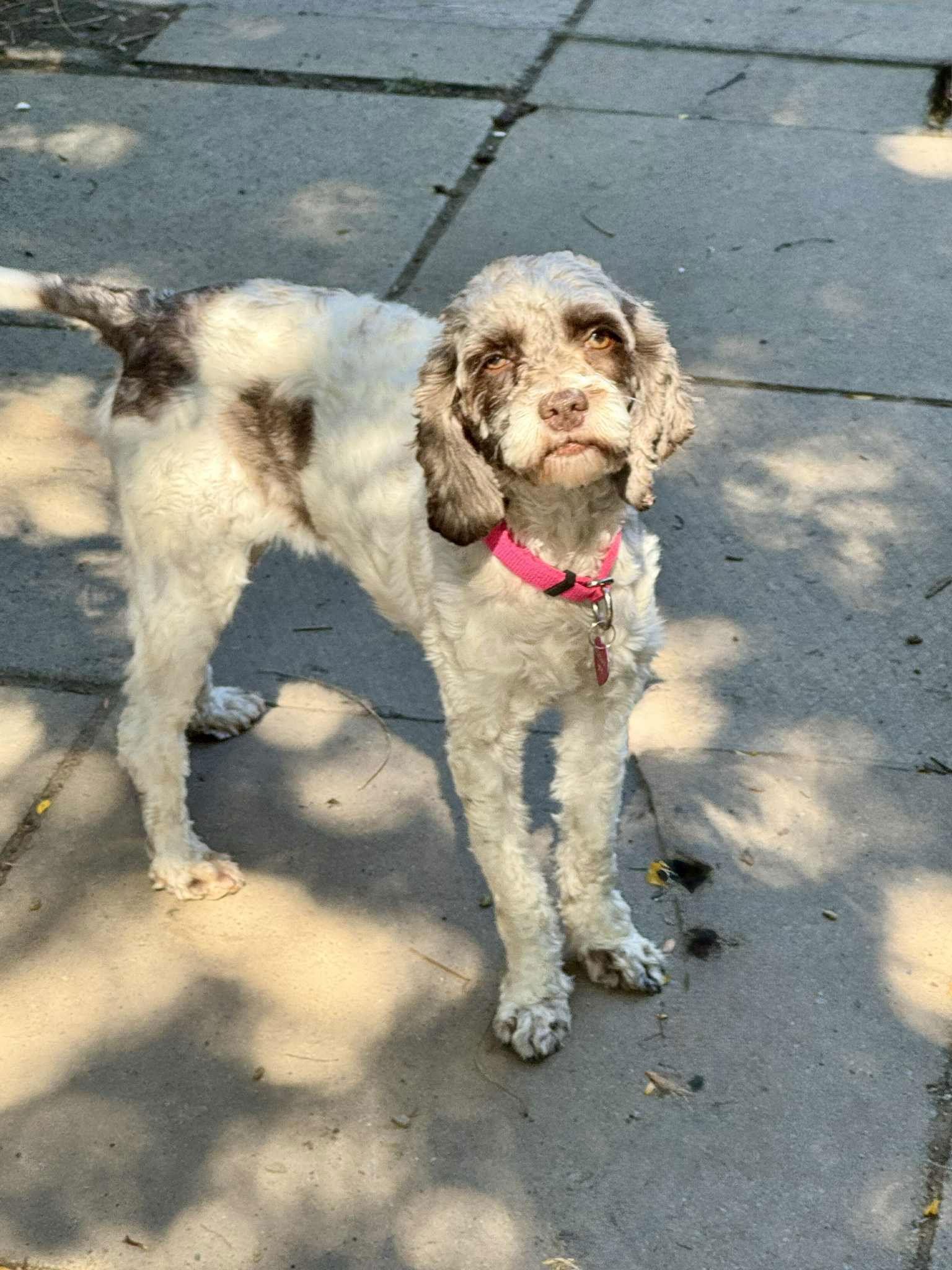 Hope, a Adoptable Cockapoo in Buffalo, NY image 2/3
