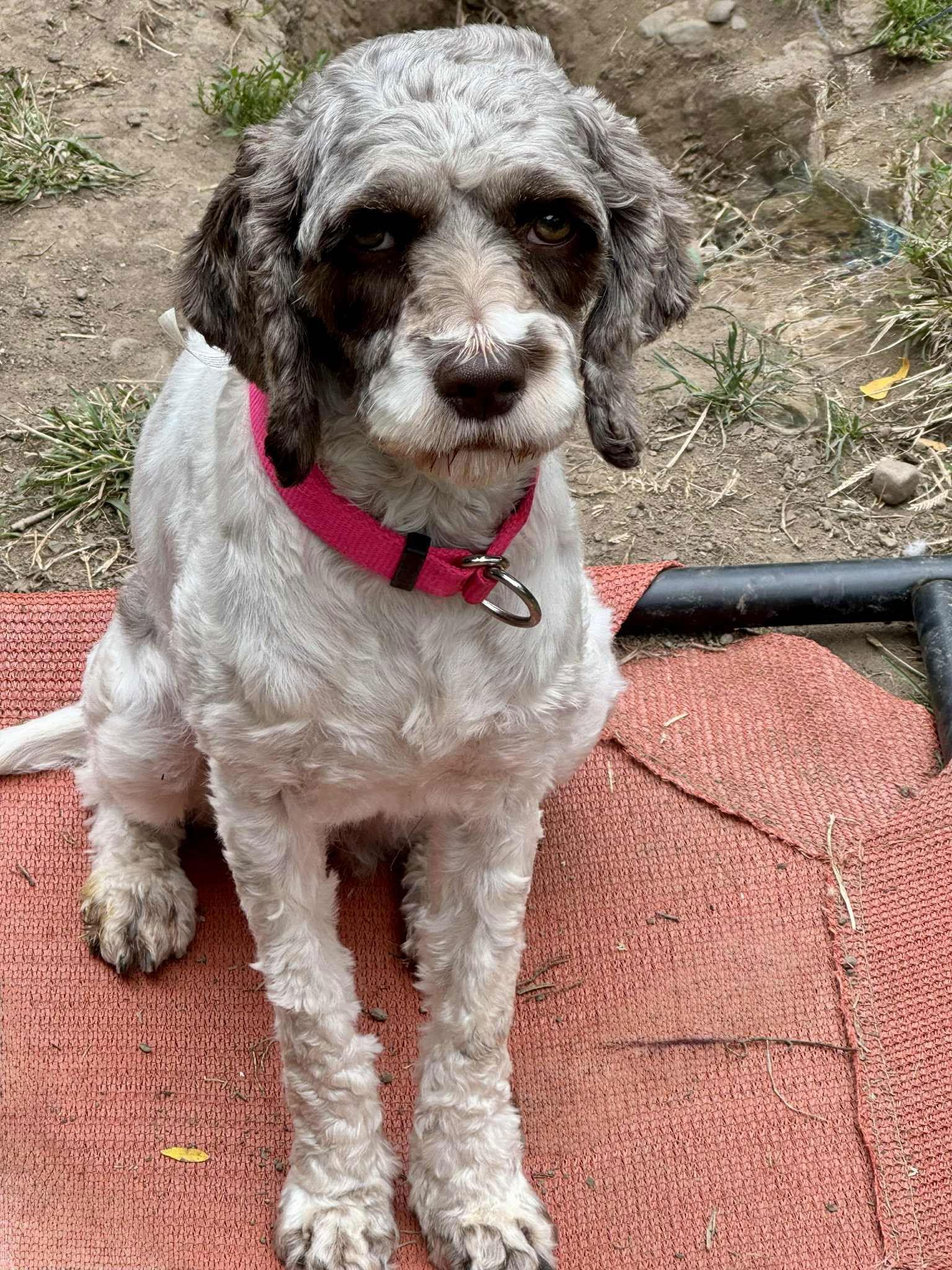 Hope, a Adoptable Cockapoo in Buffalo, NY image 3/3