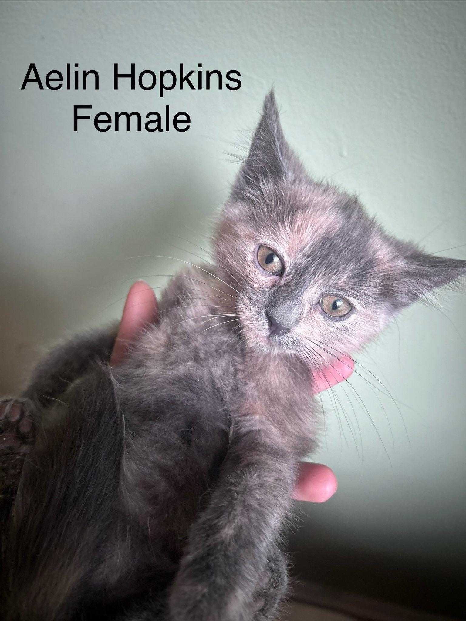 Aelin Hopkins, Baby Female Dilute Tortoiseshell