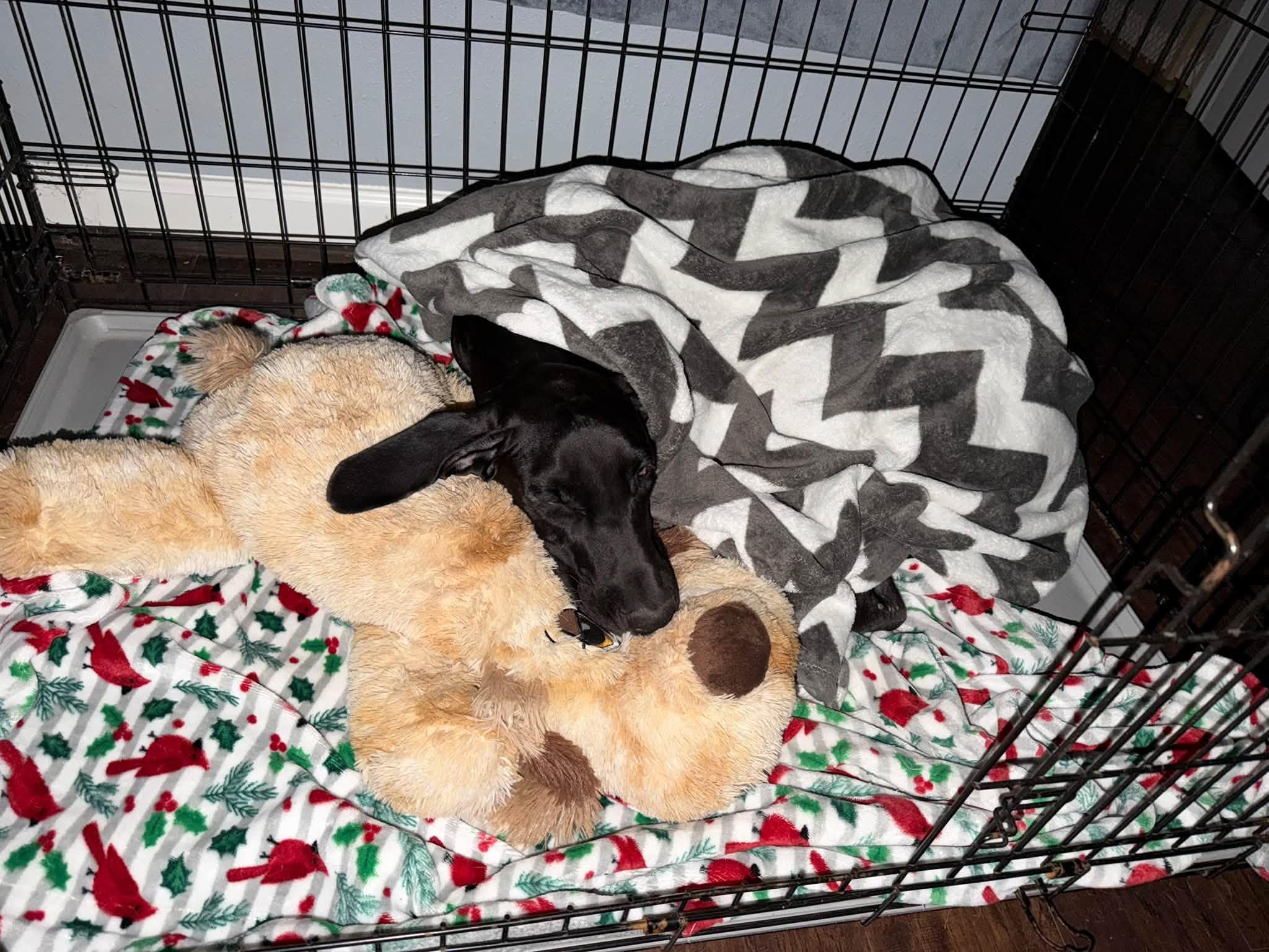 Enlarge Sweet Baby Dane, a Adopted Great Dane in Houston, TX image 3/3