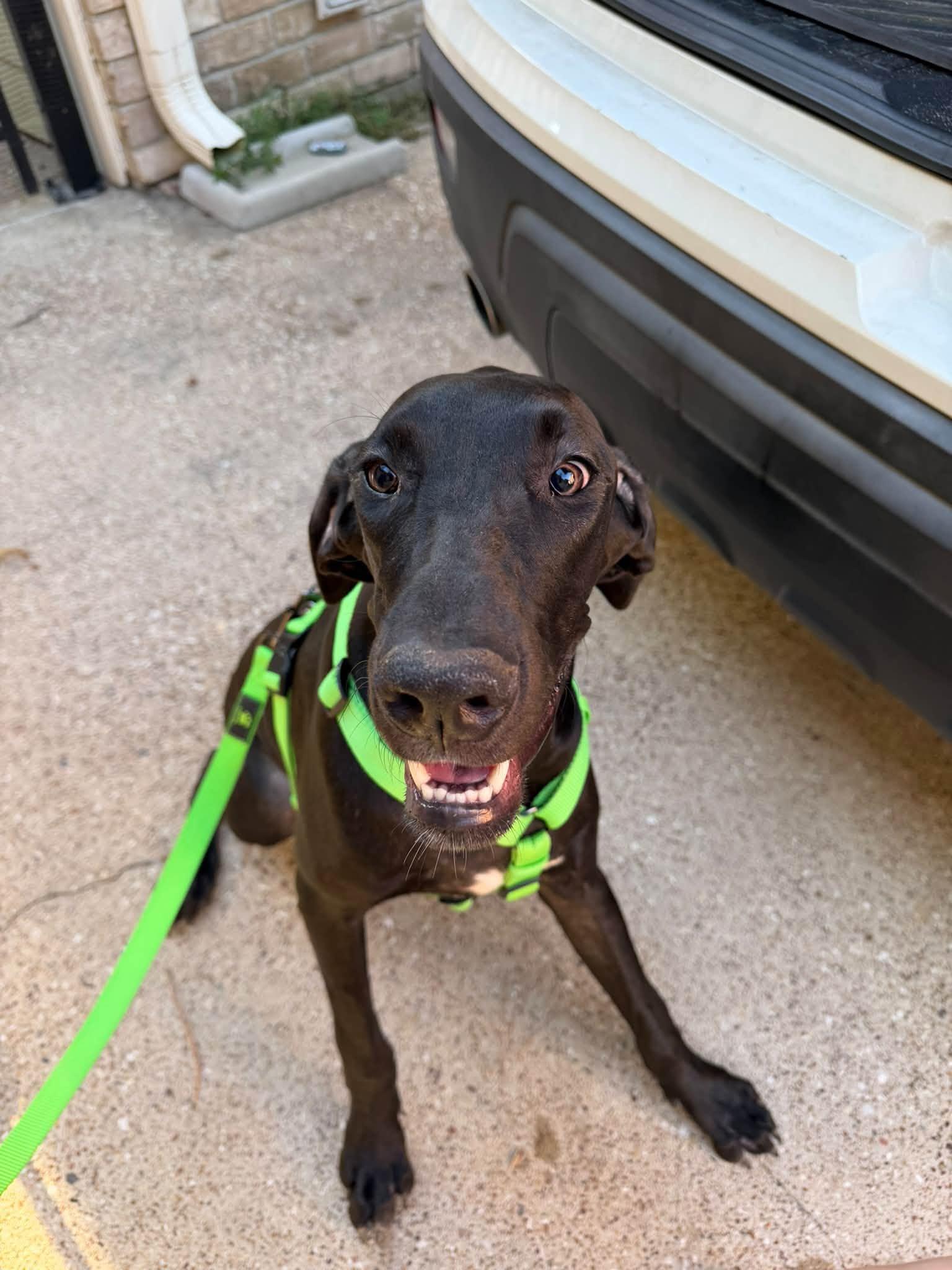 Enlarge Sweet Baby Dane, a Adopted Great Dane in Houston, TX image 1/3