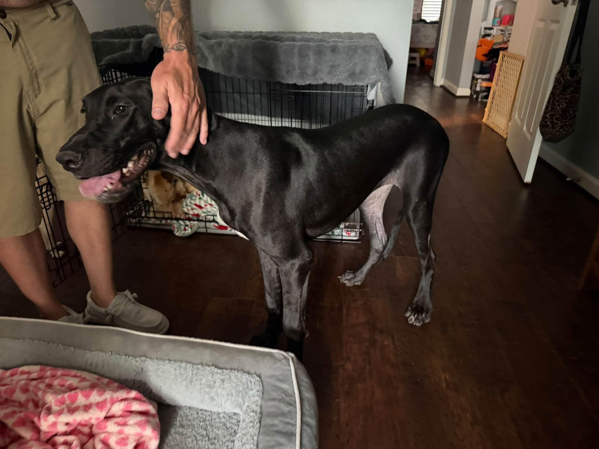 Enlarge Sweet Baby Dane, a Adopted Great Dane in Houston, TX image 2/3