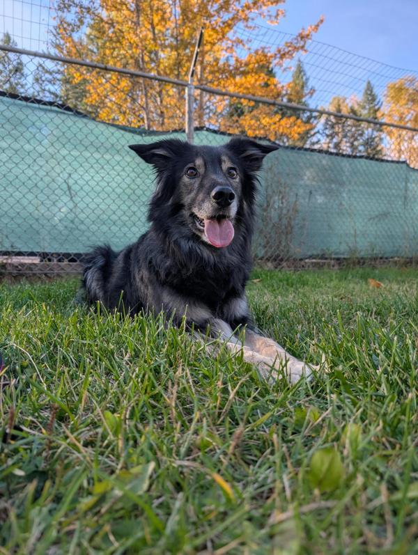 Skye, Adoptable, Senior Female Labrador Retriever & German Shepherd Dog.