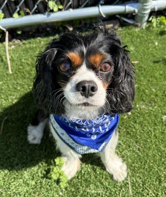 Enlarge Bishop, a Adopted Cavalier King Charles Spaniel in Long Beach, NY image 1/4