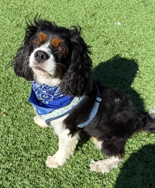 Enlarge Bishop, a Adopted Cavalier King Charles Spaniel in Long Beach, NY image 2/4