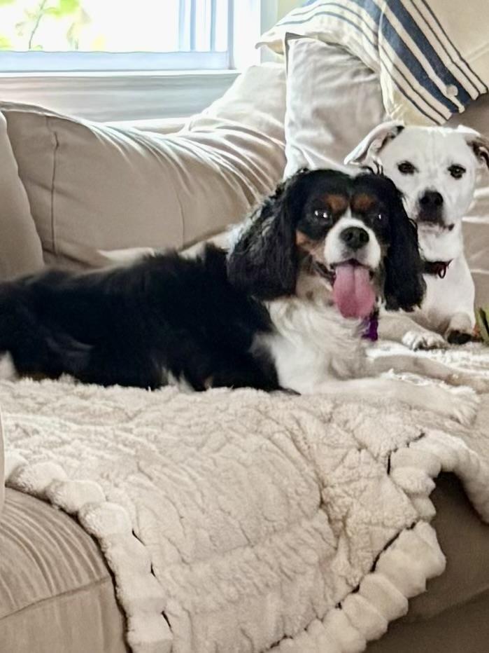 Enlarge Bishop, a Adopted Cavalier King Charles Spaniel in Long Beach, NY image 3/4