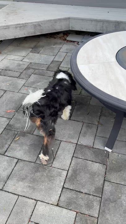 Enlarge Bishop, a Adopted Cavalier King Charles Spaniel in Long Beach, NY video 4/4