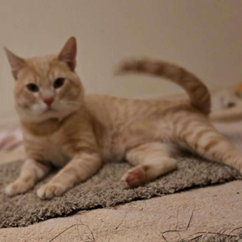 Butter (gf), Young Male American Shorthair