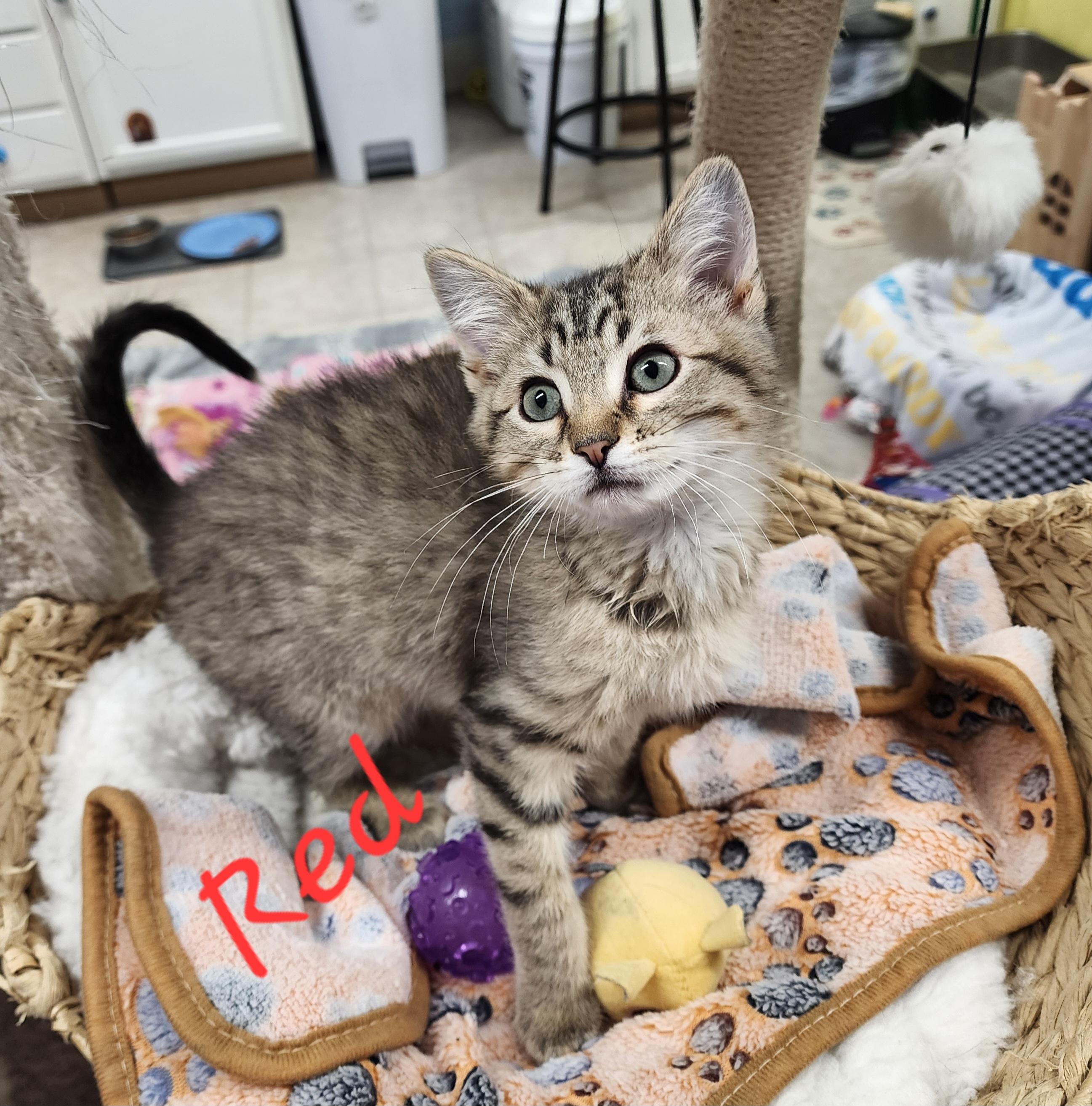 Enlarge Red, a ADOPTABLE Domestic Medium Hair in Waterloo, IA image 2/3