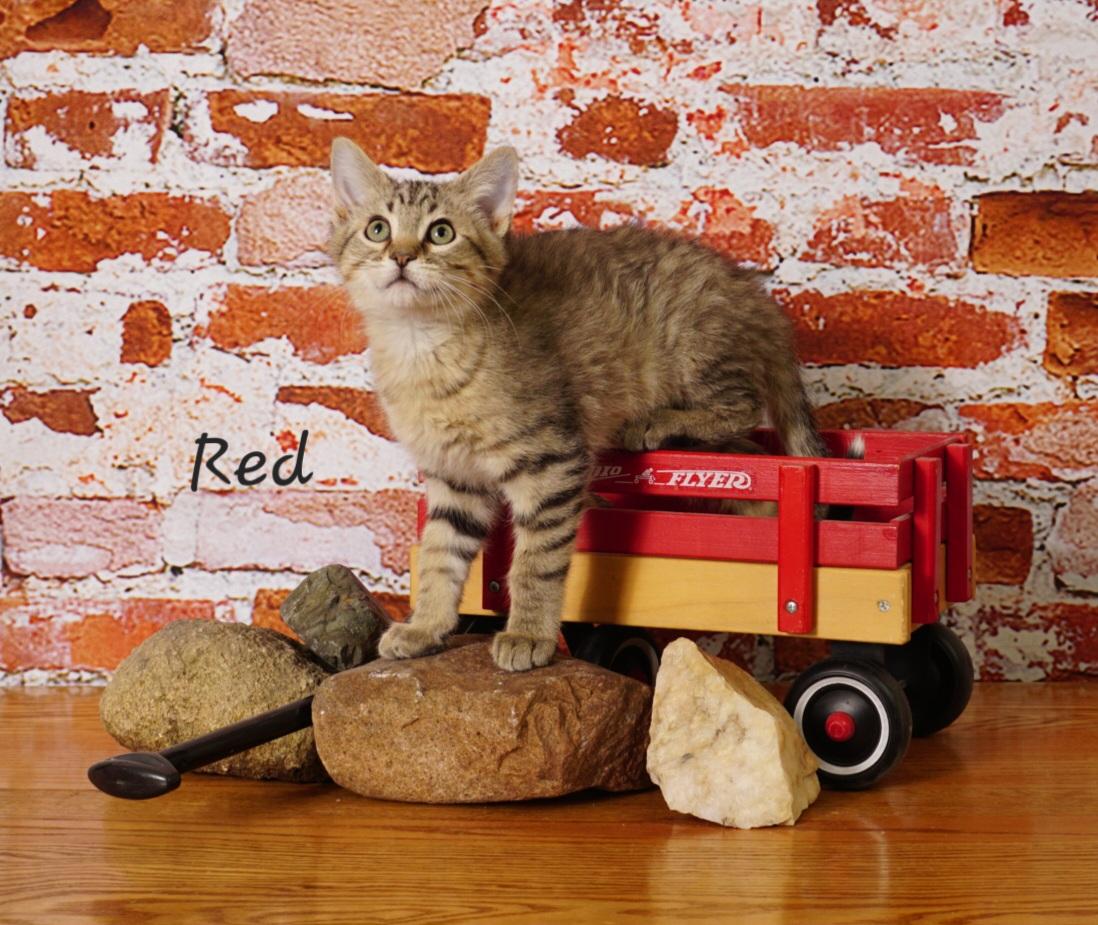 Red, ADOPTABLE, Kitten Male Domestic Medium Hair.