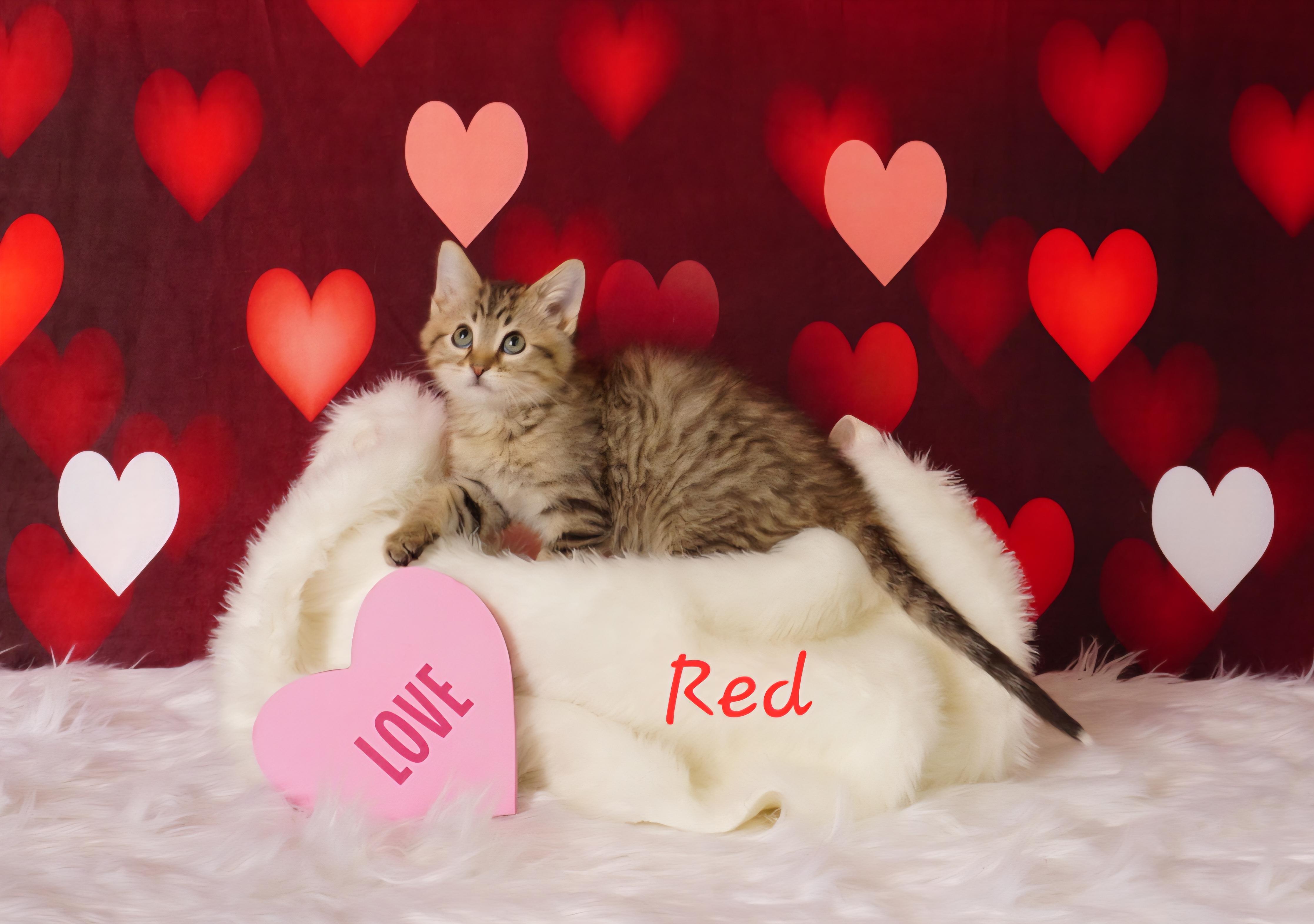 Enlarge Red, a ADOPTABLE Domestic Medium Hair in Waterloo, IA image 3/3