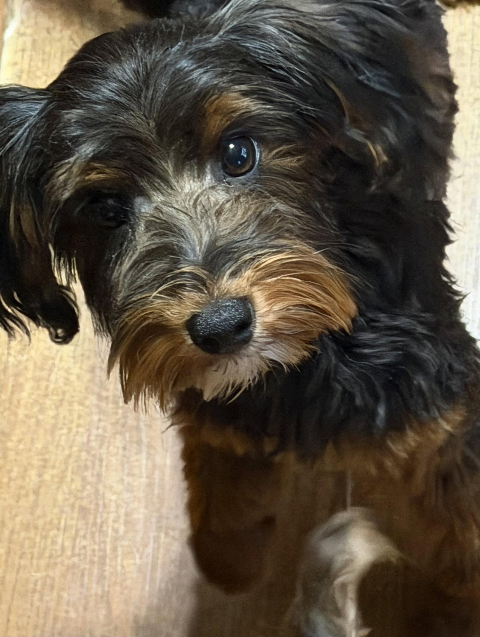 Lincoln, Adoptable, Young Male Yorkshire Terrier & Poodle.