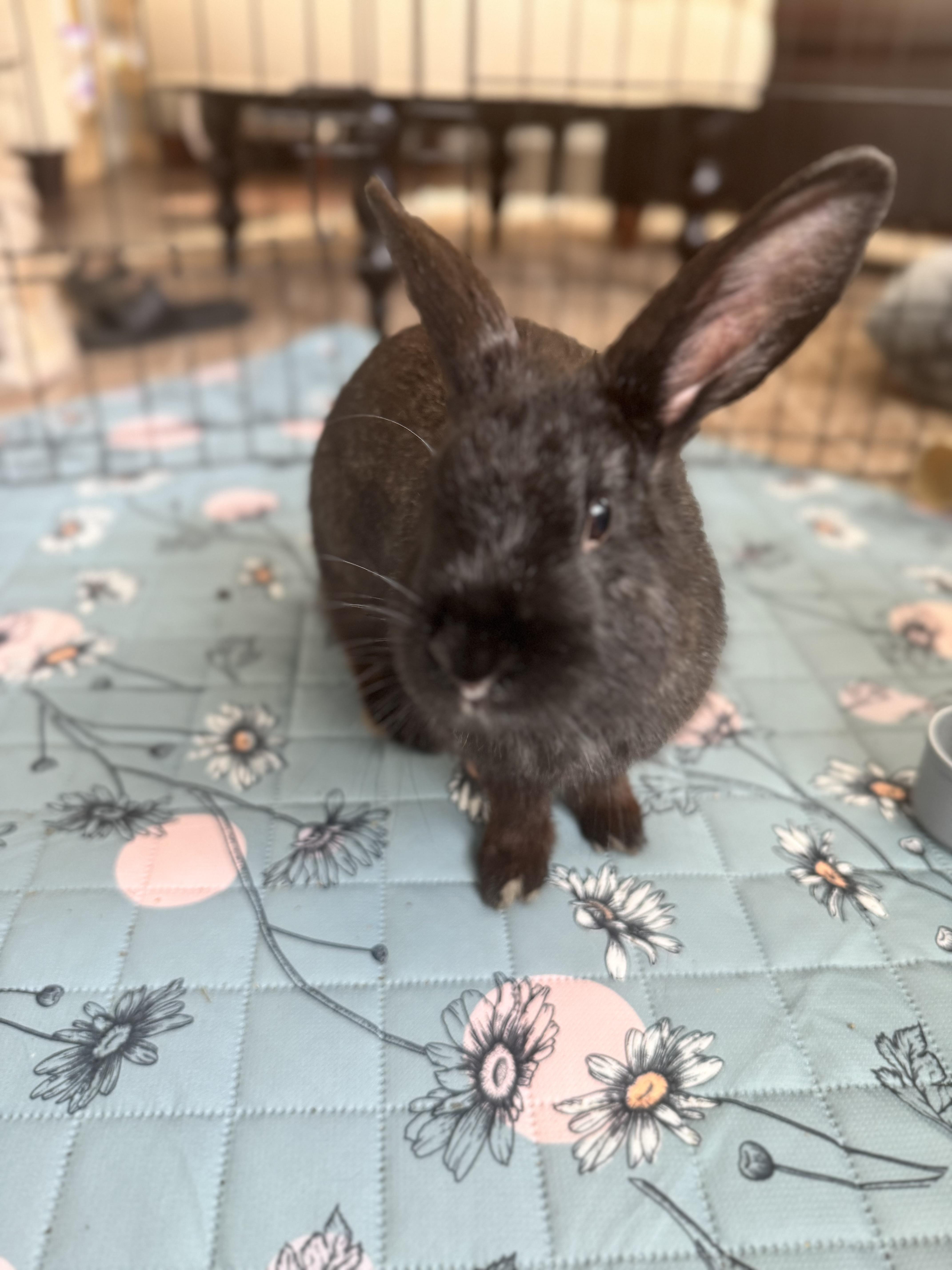 Benny, ADOPTABLE, Baby Male Bunny Rabbit.