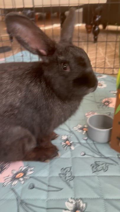 Enlarge Benny, a ADOPTABLE mixed breed in Bishopville, SC video 3/4