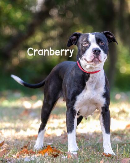 Cranberry, Adoptable, Adult Female Pit Bull Terrier & Mixed Breed.