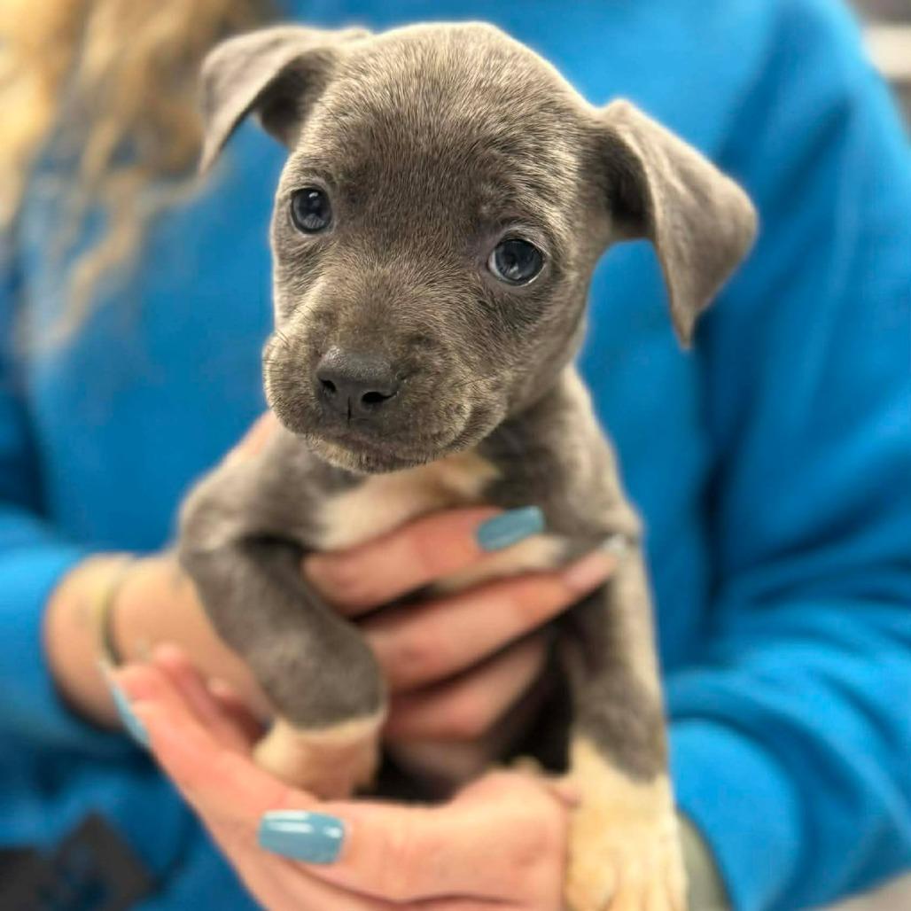 Enlarge Love Bug, a Adoptable mixed breed in Martinsville, VA image 1/2