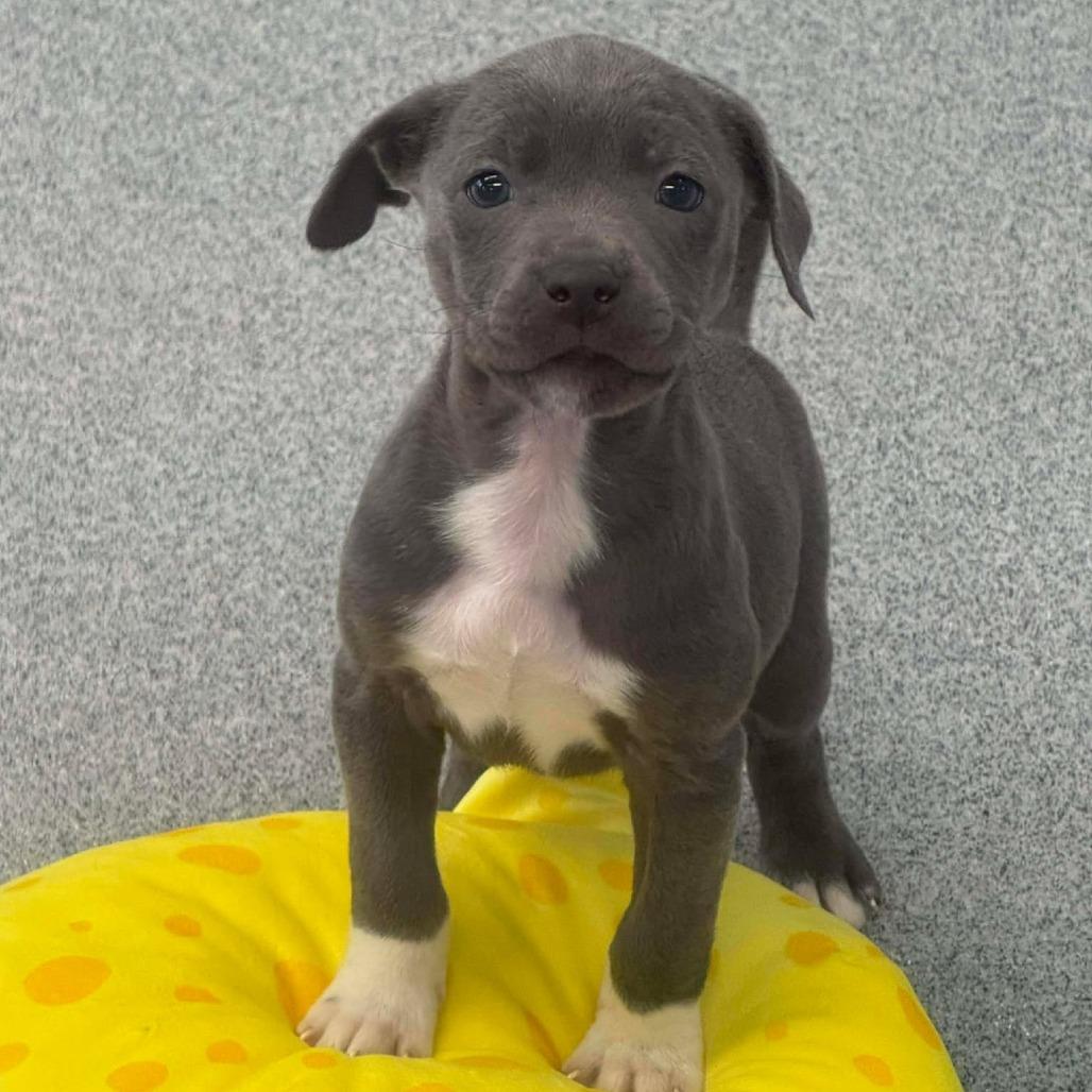 Enlarge Love Bug, a Adoptable mixed breed in Martinsville, VA image 2/2