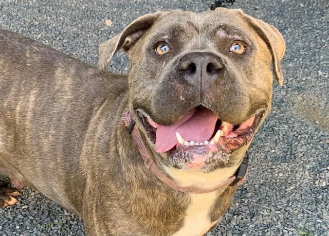 Enlarge KASHA, a Adoptable Cane Corso in Moreno Valley, CA image 1/1