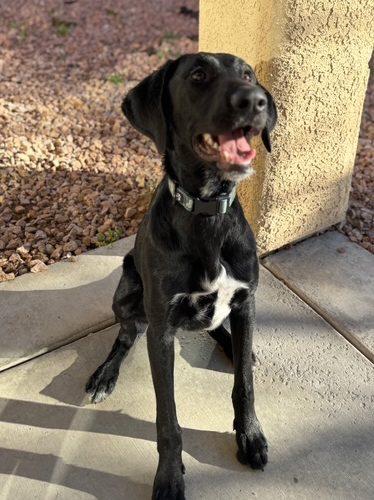 Jasper, Adoptable, Puppy Male Black Labrador Retriever & Pointer.