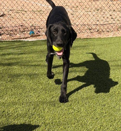Jasper, a Adoptable mixed breed in Henderson, NV image 3/5