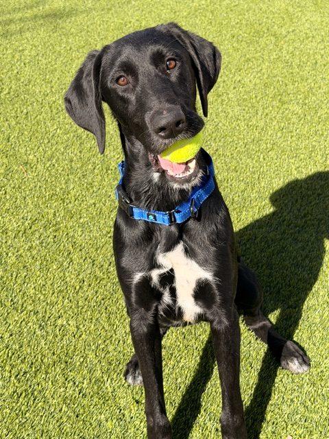 Jasper, a Adoptable mixed breed in Henderson, NV image 4/5