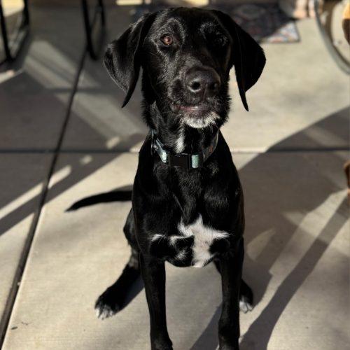 Jasper, a Adoptable mixed breed in Henderson, NV image 5/5