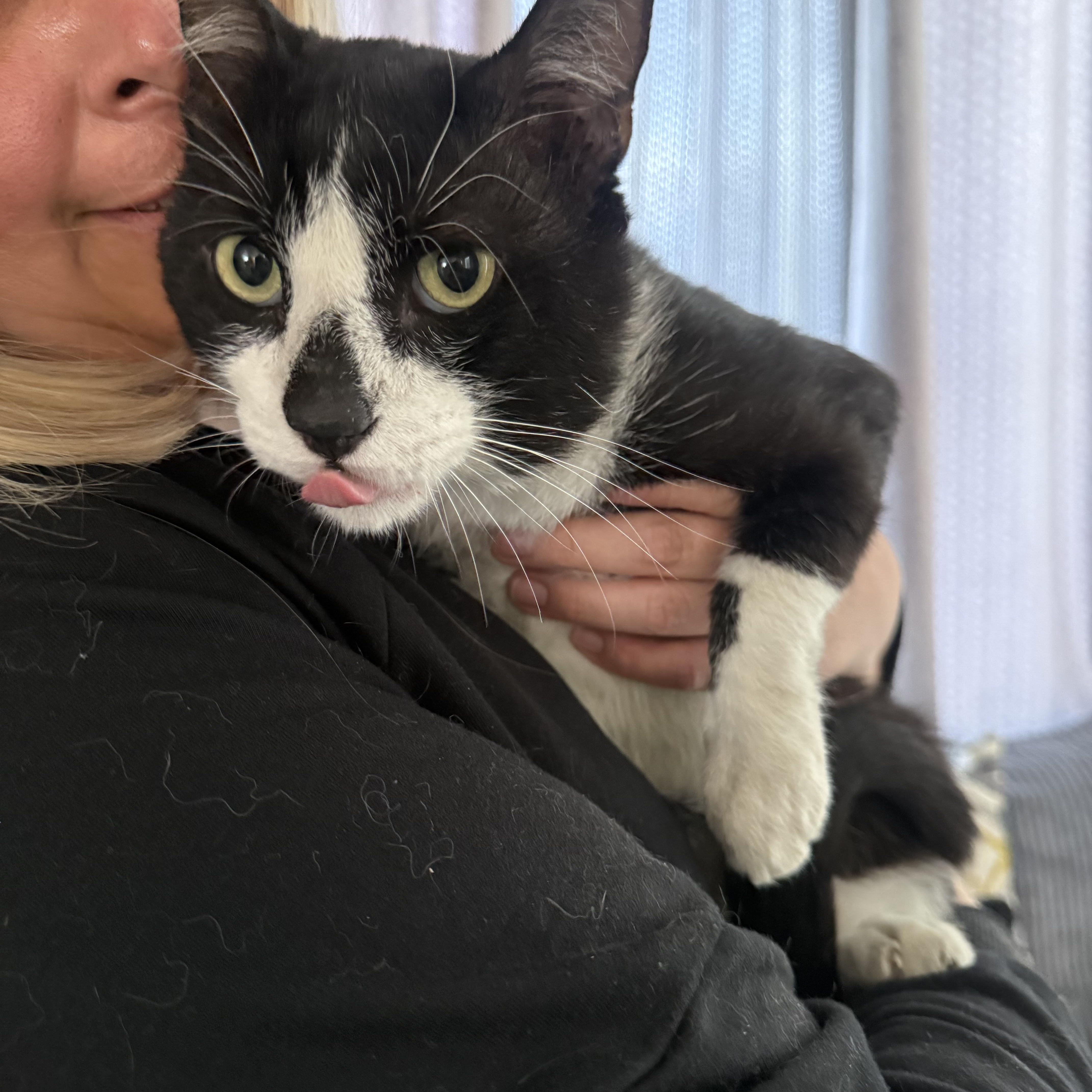 Thee Cookie Whooperie, ADOPTABLE, Adult Male Tuxedo.