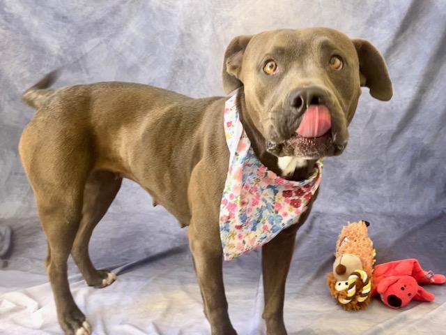 AMABEL, Adoptable, Adult Female Pit Bull Terrier.