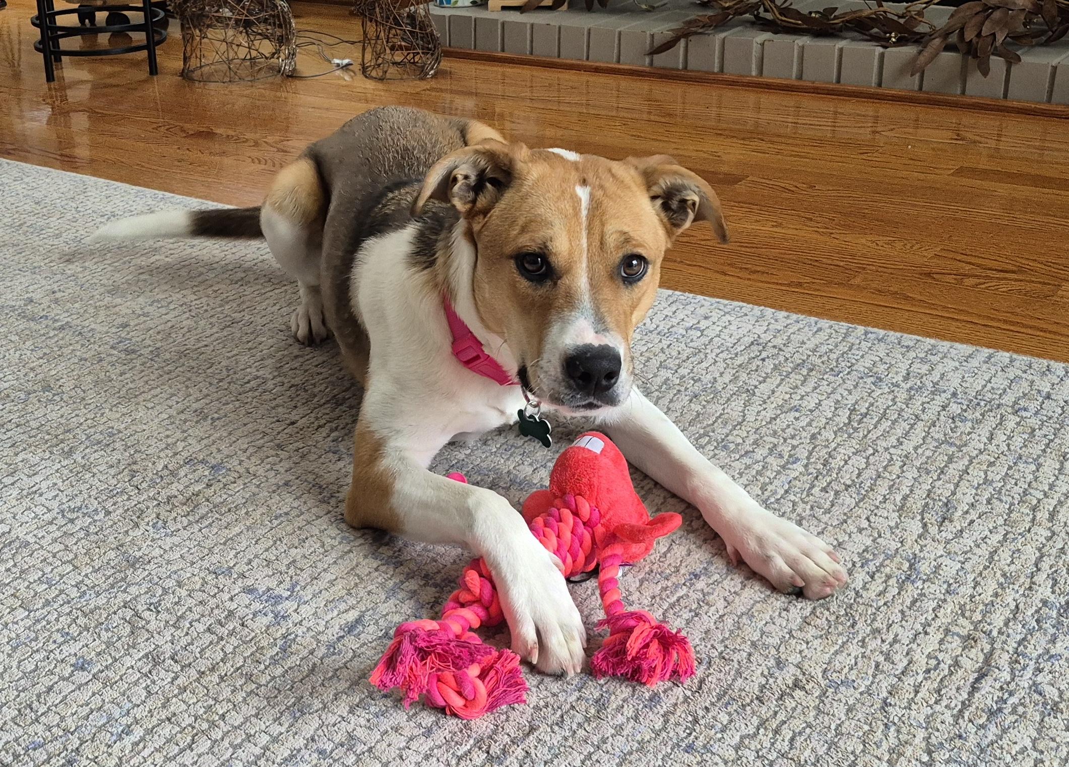 Enlarge Brynn, a ADOPTABLE mixed breed in Aurora, IL image 1/5