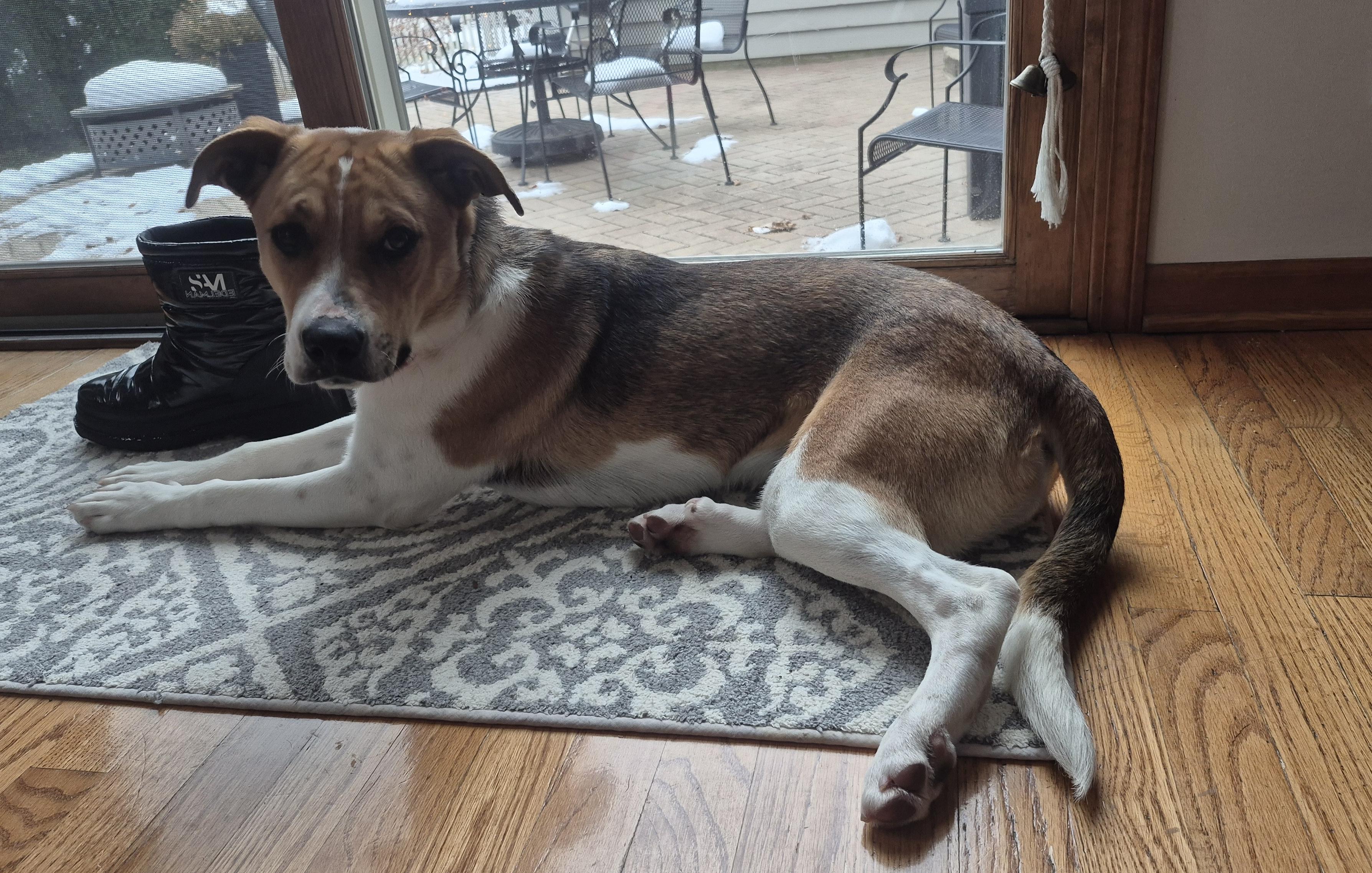 Enlarge Brynn, a ADOPTABLE mixed breed in Aurora, IL image 2/5